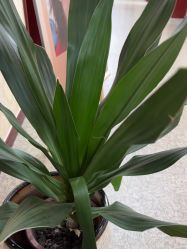 -南京医科大学友谊整形外科医院