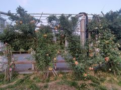 -洛阳市隋唐城遗址植物园