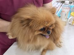 -瑞鹏宠物医院·超声·骨科·奇麟分院(蜀都万达店)