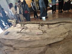 -自贡恐龙博物馆
