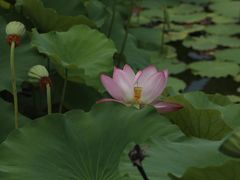 -荷塘月色湿地公园·向阳花洲