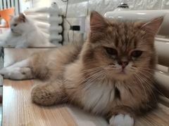 -平行世界·猫咖(首经贸店)