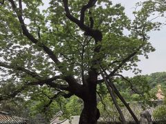 -潭柘寺景区