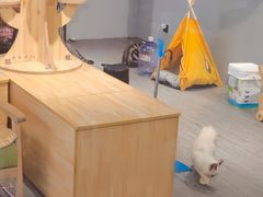-猫亿天猫咖