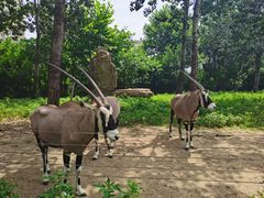 -大连森林动物园