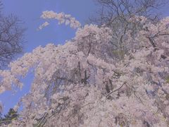 -西安青龙寺遗址景区