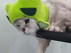 -爱洗澡的猫(望京店)