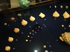 -青岛贝壳博物馆
