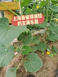 点击看大图 -麦粒鸟亲子游
