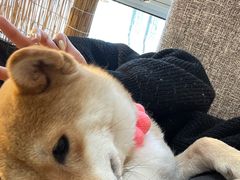 -南京Hallo宠物乐园·哈罗犬舍·柴犬繁育基地