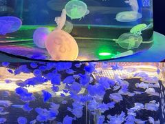 -太平洋海底世界