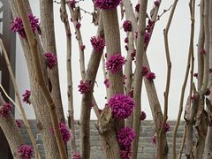 -荣国府