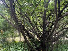 -草庵摩尼教遗址公园