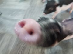 -浣熊柯尔鸭土拨鼠·电玩咖