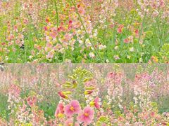 -中国天府农业博览园