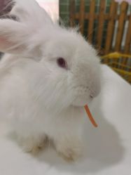 -Moni星球萌宠·小马宝莉·灵蛇·高端高阶全萌宠互动体验俱乐部(红豆国际广场店)