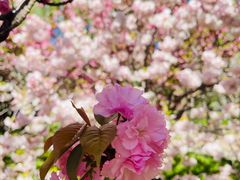 -莲花池公园