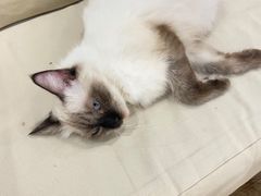 -iF摄影•全家福•证件照•形象照(南山店)