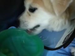 -派美特宠物医院·核磁CT·骨科肿瘤·疑难转诊(沈农禾丰店)