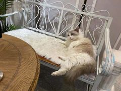 -共舞时光猫咖·狗咖(新街口店)