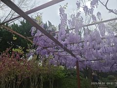 -嘉定紫藤园