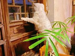 -普洱茶府(博乐广场店)