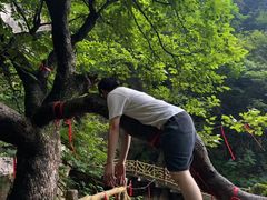 -洛阳白云山景区