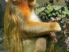 -合肥野生动物园