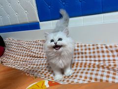 -欣宠猫屋·矮脚拿破仑·蓝金金渐层