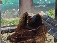 -西霞口神雕山野生动物世界