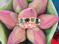 -白洋淀景区