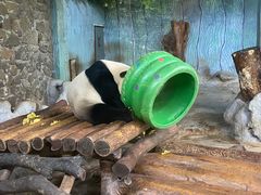 -海南热带野生动植物园