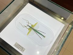 -上海昆虫博物馆