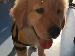 -博特宠物医院24h犬猫全科.骨科·异宠