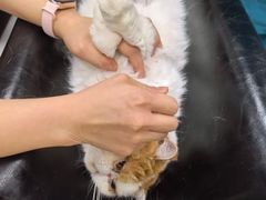 -瑞鹏宠物医院·骨外科·心肾科·肿瘤科(九亭店)