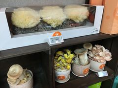 活体银耳-盒马鲜生(大成店)