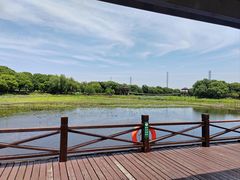 -荷塘月色湿地公园·向阳花洲