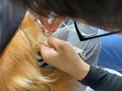 -纳吉亚猫专科动物医院(康都外科中心)