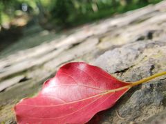 -上海佘山国家森林公园天马山园