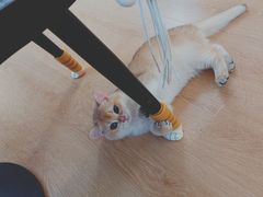 -猫腻·猫咖·撸猫馆(星光大道店)