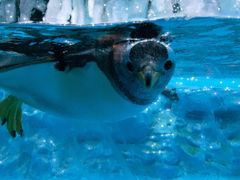 -帝企鹅自助餐厅•儿童岛•真企鹅(长隆企鹅酒店)