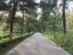 -合肥滨湖国家森林公园