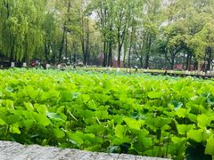 -四川大学(望江校区)