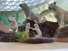 -陕西自然博物馆