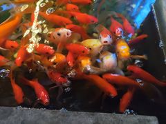 -颐和•海鲜砂锅粥•啫啫煲(奥林匹克广场店)