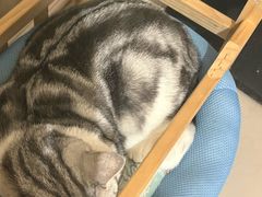 -平行世界·猫咖(首经贸店)