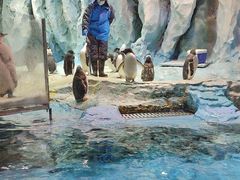 -帝企鹅自助餐厅•儿童岛•真企鹅(长隆企鹅酒店)