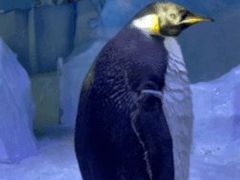 -海合安成都极地海洋公园