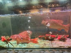-巽寮印象美食部落餐厅·海鲜·地方特色菜(惠州体验店)