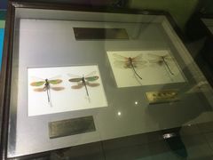 -上海昆虫博物馆